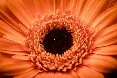浅焦点摄影橙色花瓣的花朵
